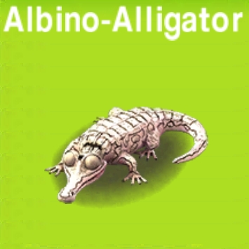 Albino-Alligator  